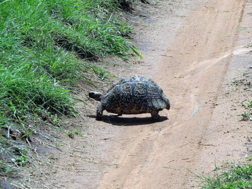 2015 Kenya Safari (107)