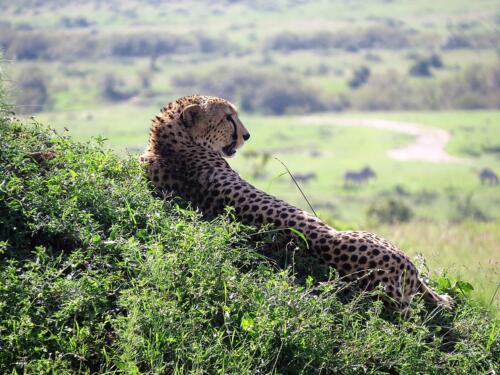 2015 Kenya Safari (198)