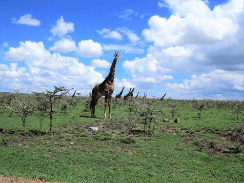 2015 Kenya Safari (22)