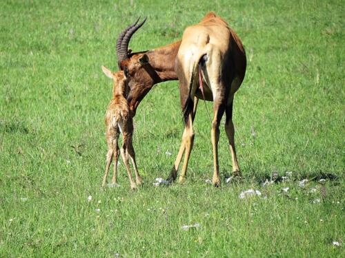 2015 Kenya Safari (86)