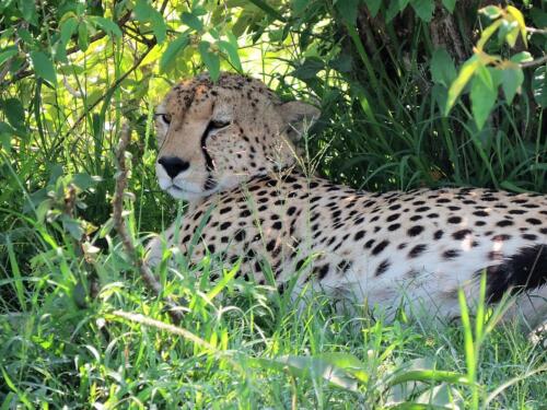 2015 Kenya Safari (94)