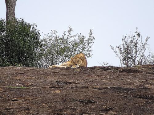 IMG 3081