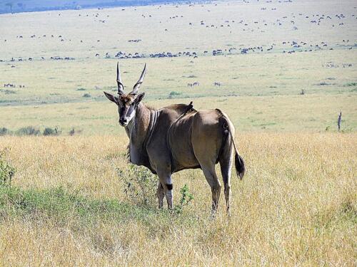 Masai Mara