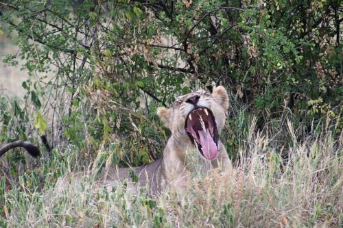 Meru Nationalpark