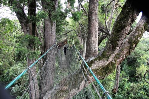 Ngare Ndare Forest