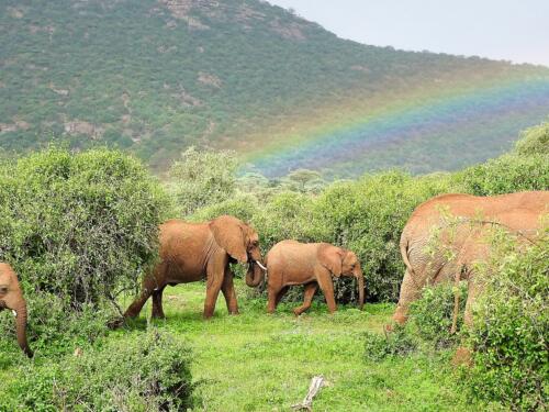 Samburu