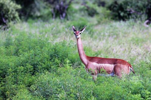 Tsavo Ost Nationalpark